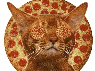 giphy pizza cat