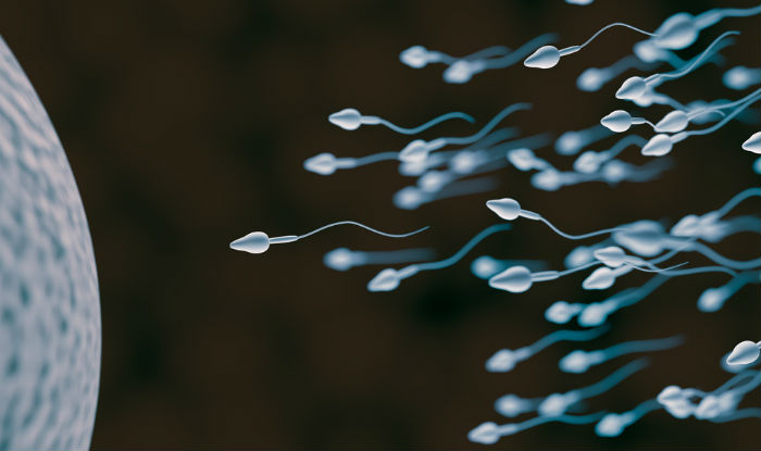 Sperms
