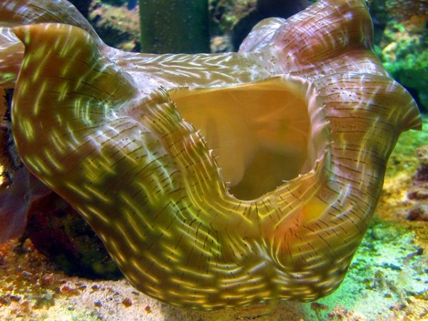 scuba diver tries to have sex with giant clam gets hospitalized 6 photos 2