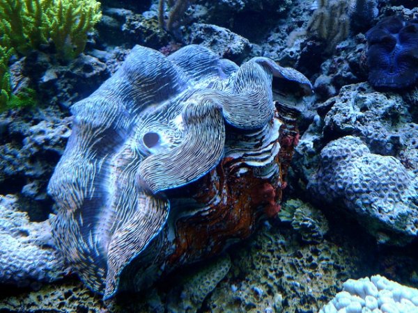 scuba diver tries to have sex with giant clam gets hospitalized 6 photos 4