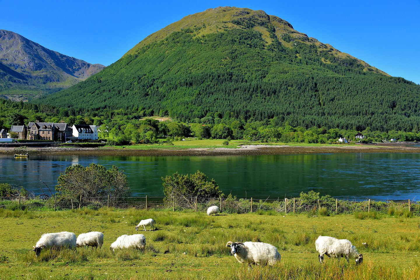 Scotland Highlands Ballachulish Sheep Loch 1440x961