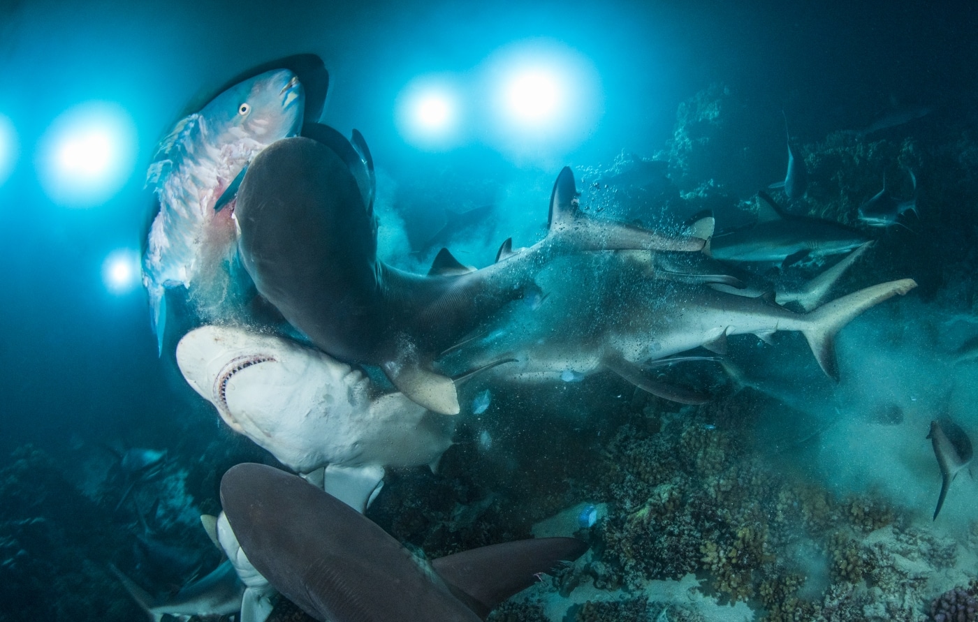 underwater photographer of the year 2019 12