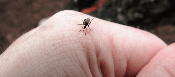 tiny black mosquitoes in house