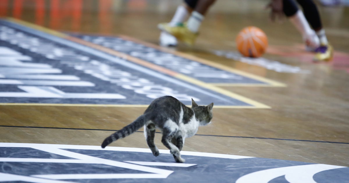 gata