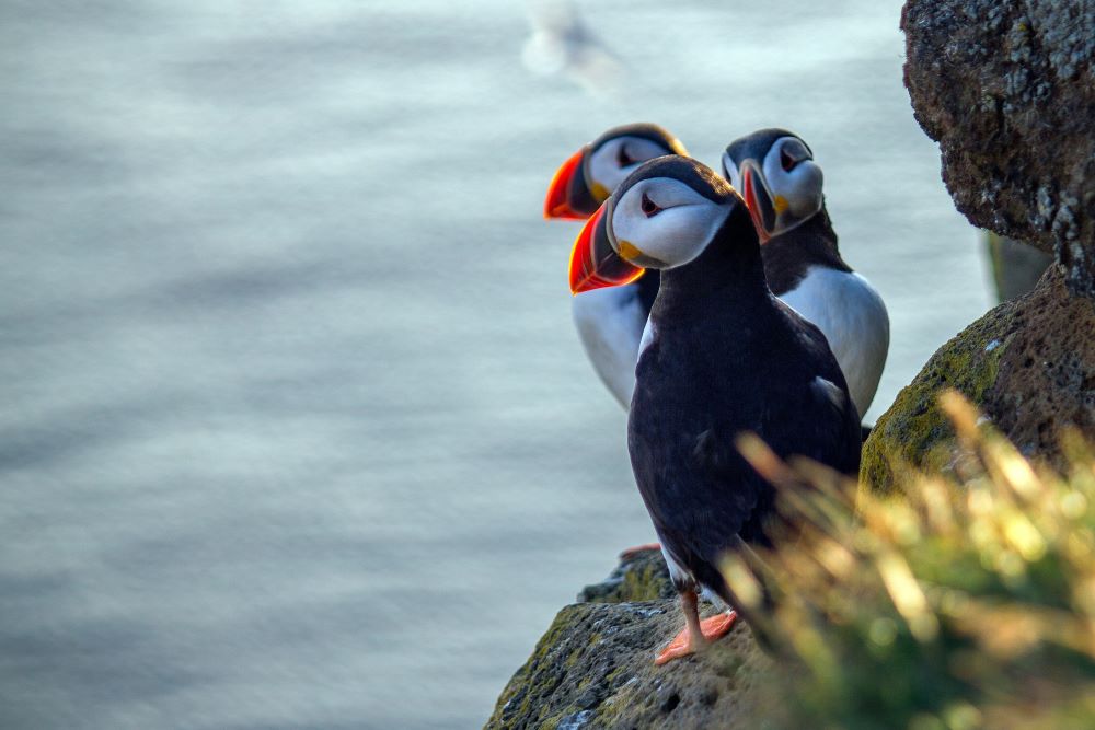 puffins