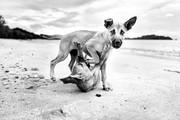 Φωτογράφος έφτιαξε άλμπουμ με σκυλιά από όλο τον κόσμο!