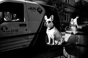 Φωτογράφος έφτιαξε άλμπουμ με σκυλιά από όλο τον κόσμο!