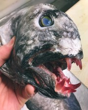 Αυτός ο ψαράς αλιεύει τα πιο τρομακτικά ψάρια του κόσμου