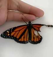 Σχεδιάστρια μόδας έραψε το κομμένο φτερό μίας πεταλούδας κι αυτή ξαναπέταξε