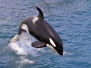 Η Όρκα είναι δελφίνι. Οι λεγόμενες «φάλαινες δολοφόνων» δεν είναι καν φάλαινες.
