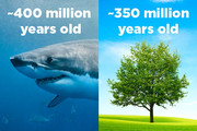 Οι καρχαρίες προϋπήρχαν των δέντρων. Για 50 εκατ. χρόνια ο πλανήτης μας είχε καρχαρίες, δεν είχε όμως δέντρα.