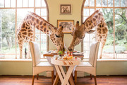 Giraffe Manor, The Safari Collection, Κένυα: Συμπαθείς τα ζώα και ειδικά τις καμηλοπαρδάλεις; Για να σε δούμε αν έμενες για μια βδομάδα μαζί τους.
