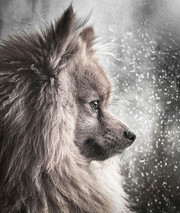 Βγήκαν οι καλύτερες σκυλοφωτογραφίες του 2018