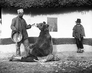 Το 1946 οι άνθρωποι χρησιμοποιούσαν τις αρκούδες για να τους κάνουν μασάζ