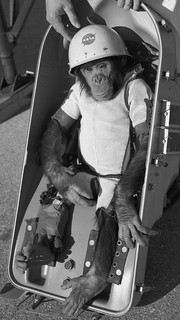 «Ham the Astrochimp», ο πρώτος χιμπατζής που έφτασε στο διάστημα, το 1961