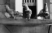 Περιστέρια ποζάρουν για φωτογράφιση του 1908