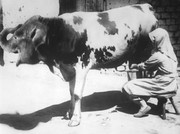 Το photoshop του 1932: Σώμα αγελάδας με πρόσωπο ελέφαντα. Τίμια προσπάθεια.