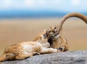 Ένα μωρό λιοντάρι παίζει με την ουρά της μητέρας του.
