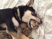 Κανένα μίσος μεταξύ γάτας και σκύλου