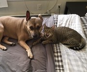 Κανένα μίσος μεταξύ γάτας και σκύλου