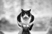 Αυτό που βλέπεις μια γάτα να ισορροπεί στο κάγκελο και σου κόβεται η ανάσα
