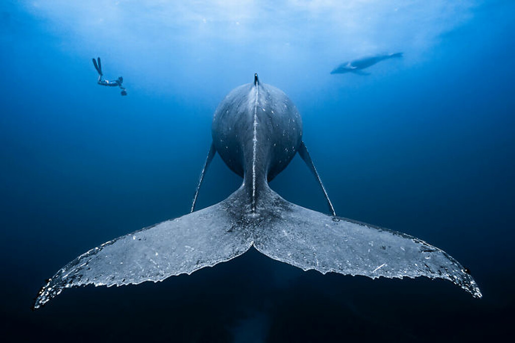 Ο ετήσιος διαγωνισμός υποβρύχιας φωτογραφίας παρουσιάζει έναν άλλο υπέροχο κόσμο 