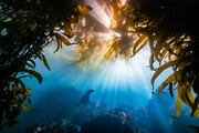 Ο ετήσιος διαγωνισμός υποβρύχιας φωτογραφίας παρουσιάζει έναν άλλο υπέροχο κόσμο 