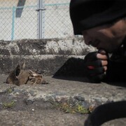 Το αφιέρωμα που πρέπει να δει κάθε γατόφιλος