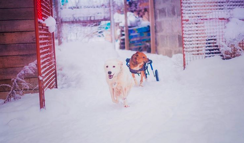Ρωσίδα φωτογράφος τα βροντάει όλα και ανοίγει καταφύγιο ζώων