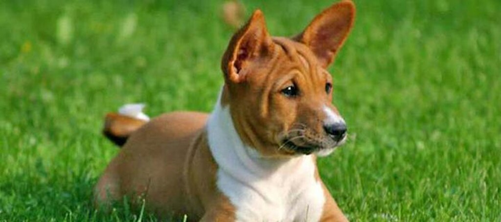 Το Basenji (Μπασέντζι), ένα μικρό προς μεσαίο σκυλί με ψηλά πόδια και κοντό τρίχωμα με άσπρα σημάδια στα πόδια, το στήθος και την ουρά.