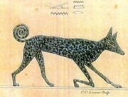 Απεικονίσεις του συγκεκριμένου σκύλου υπάρχουν μάλιστα στα ιερογλυφικά που κοσμούν τους τάφους των φαραώ στην Αίγυπτο.