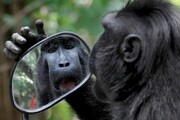 Οι χιμπατζήδες και τα δελφίνια είναι τα μόνα ζώα, μαζί με τον άνθρωπο, που μπορούν να αναγνωρίσουν τον εαυτό τους στον καθρέπτη.
