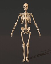 Ο σκελετός μας αλλάζει κάθε δέκα χρόνια, πράγμα που σημαίνει ότι κάθε δεκαετία το σώμα μας ανανεώνεται μόνο του.

