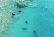 Θα πλησίαζες καρχαρία για μια φωτογραφία;