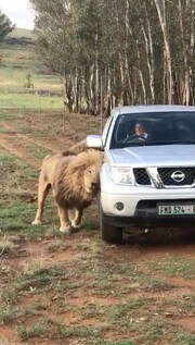 To λιοντάρι που…φυλάει αυτοκίνητα!