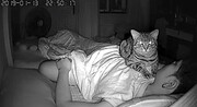 Paranormal Activity... γάτας!