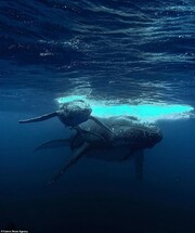 Ο δύτης που χορεύει με την φάλαινα στο νερό