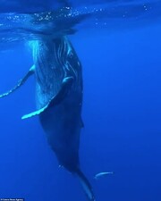 Ο δύτης που χορεύει με την φάλαινα στο νερό