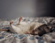 Διαπίστωσαν ότι με τη μετάλλαξη του 551ου αμινοξέος στο SIK3, τα ποντίκια ακολούθως χρειάζονταν περισσότερο ύπνο και κοιμήθηκαν για μεγαλύτερο χρονικό διάστημα, πράγμα που αντανακλάται στην δραστηριότητα του εγκεφάλου τους. Τα ποντίκια ήταν επίσης, ξύπνια για λιγότερο χρόνο από το συνηθισμένο κατά τη διάρκεια της νύχτας, που συνήθως είναι πιο δραστήρια. Και αυτό κατά τους ερευνητές δείχνει πως το SIK3 εμπλέκεται σε πολύ συγκεκριμένους ρυθμιστικούς μηχανισμούς που σχετίζονται με τον ύπνο.