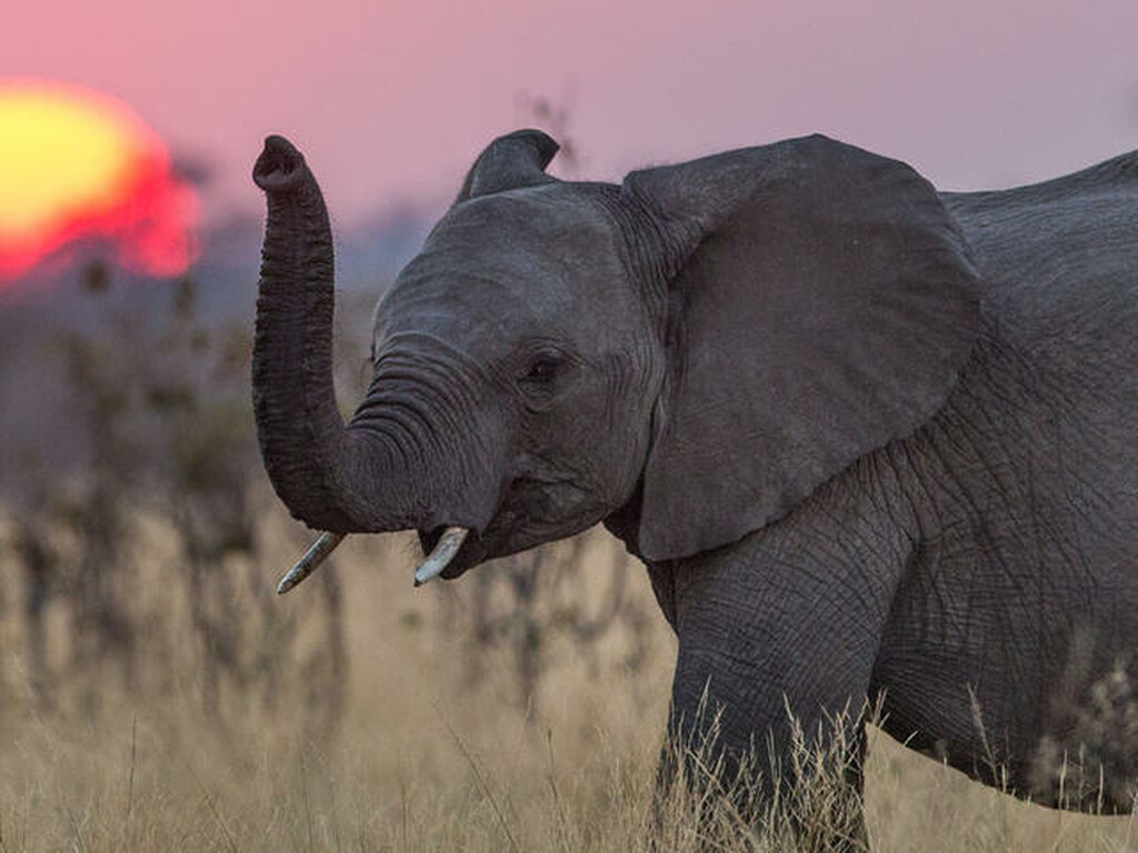 Έχεις ακούσει ποτέ ελέφαντα να φτερνίζεται;