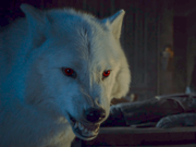 Ghost: Ο πιο πιστός σύντροφος του Jon Snow, ένας πραγματικός φίλος, προστάτης με φονικό ένστικτό. Jon ντροπή σου!