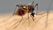 Το ενοχλητικό έντομο ευθύνεται για περισσότερους από 725.000 θανάτους ετησίως, λόγω της ελονοσίας, ενώ αρρωσταίνουν περισσότερα από 200 εκατ. άτομα ετησίως με δάγκειο και κίτρινο πυρετό αλλά και εγκεφαλίτιδα.