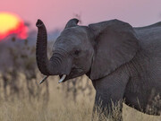 Τα ζώα έχουν και αυτά, τη συναίσθηση του θανάτου. Ελέφαντες και κάποια είδη πιθήκων, έχει παρατηρηθεί ότι θρηνούν.
