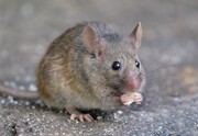 Στα ποντίκια αρέσει το τυρί: Στα ποντίκια αρέσουν φαγητά πλούσια σε ζάχαρη. Έτσι λοιπόν θα προτιμούσαν μία σοκολάτα από ένα κομμάτι τυρί.
