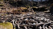 Ανάμεσα σε αυτά τα 4.000 φίδια, υπάρχει και το πιο επικίνδυνο από όλα. Ξέρεις ποιο είναι αυτό;