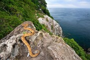 Σύμφωνα με επιστήμονες, στο νησί Queimada Grande ζουν πάνω από 4.000 φίδια. Πρέπει να μάθεις και κάτι άλλο.