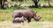  Αφρικανικοί ελέφαντες και οι ρινόκεροι της Νότιας Αφρικής: Ο λόγος της εξαφάνισής τους; Η λαθροθηρία. Μέσα στο 2013 για παράδειγμα, σκοτώθηκαν περισσότεροι από 35.000 ελέφαντες! Και όλα αυτά για το ελεφαντοστό από τους χαυλιόδοντές τους. Αντίστοιχο το πρόβλημα και με τους ρινόκερους και τα κέρατά τους, που πολλοί υποστηρίζουν πως έχουν θεραπευτικές ιδιότητες.