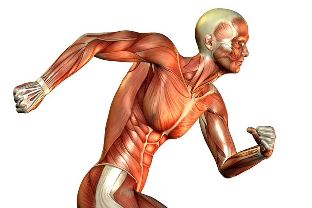 Οι μύες χαλαρώνουν και συσπώνται ελαφρά

