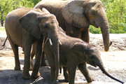 Οι ηλικιωμένοι θηλυκοί ελέφαντες δεν ανταγωνίζονται με τους άλλους για την τροφή όπως συχνά συμβαίνει με τα άλλα ζώα, και αφήνουν τα μικρά να φάνε πρώτα. 
