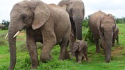 Οι ελέφαντες γεννούν πιο συχνά όταν υπάρχει μια γιαγιά στην οικογένεια. 
